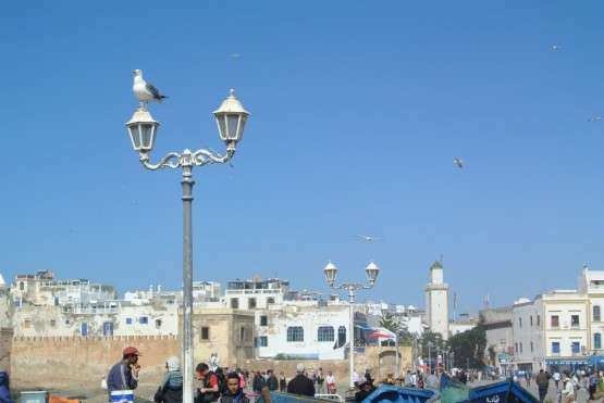 Essaouira linda gaivotas